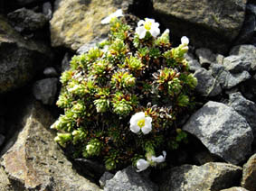 Saxifraga sp